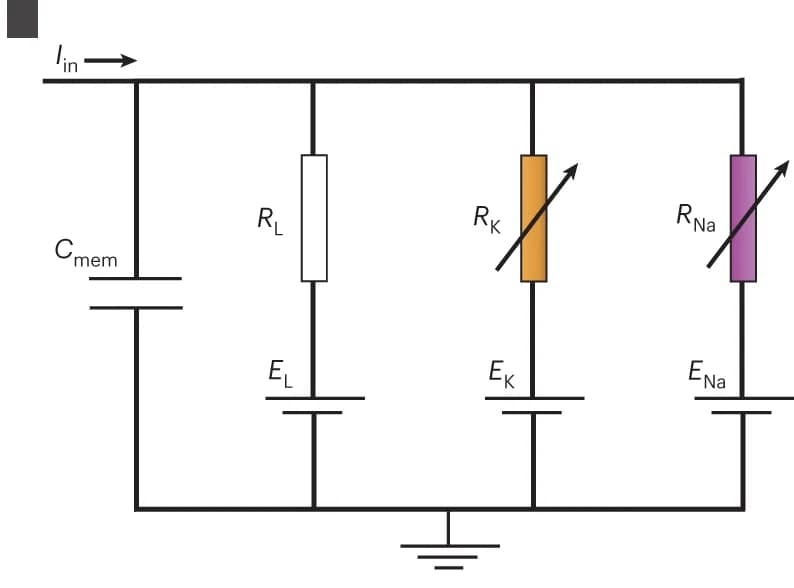 Open access visualization of Illustration, Hodgkin-Huxley Circuit, Neuron