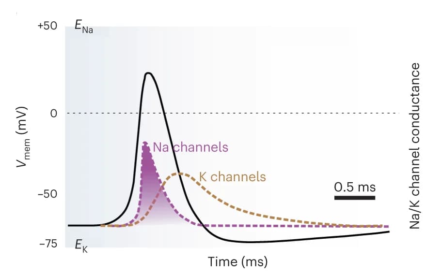 Open access visualization of Line Plot, Density Plot, Squid Axon, Action Potential, Hodgkin