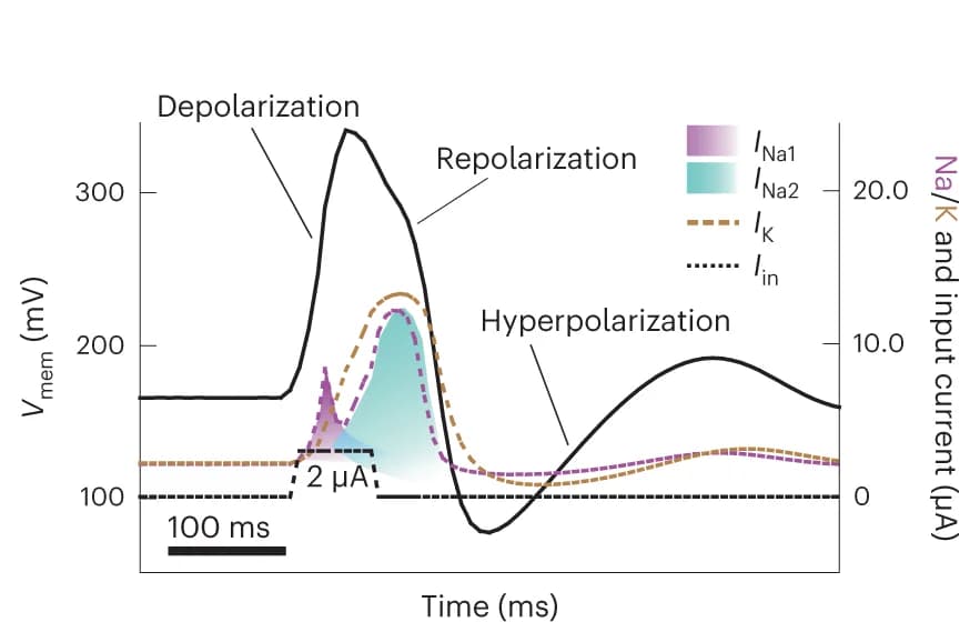 Open access visualization of Line Plot, Line Step, Density Plot, Squid Axon, Action Potential