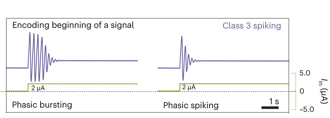 Open access visualization of Line Plot, Line Step, Class 3 Spiking, Phasic Bursting, Spiking