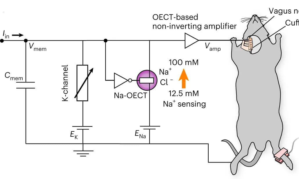 Open access visualization of Illustration, c-OECN circuit, Sodium ions, Na-OECT, Vagus nerve
