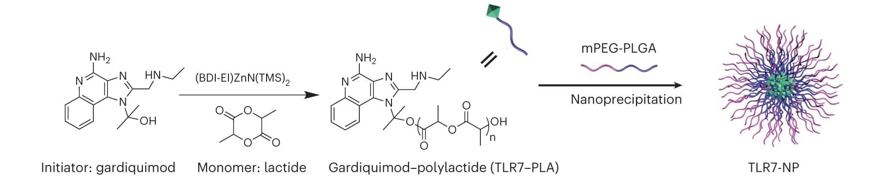 Open access visualization of Workflow, Chemical Structure, TLR7-PLA Polymer Conjugate, TLR7 Agonist, Nanoprecipitation