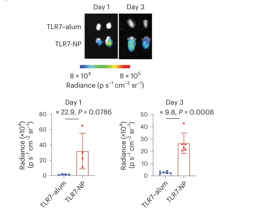 Open access visualization of Box Plot, Scatter Plot, Fluorescence Imaging, Excised dLNs, Mean Fluorescence Intensity