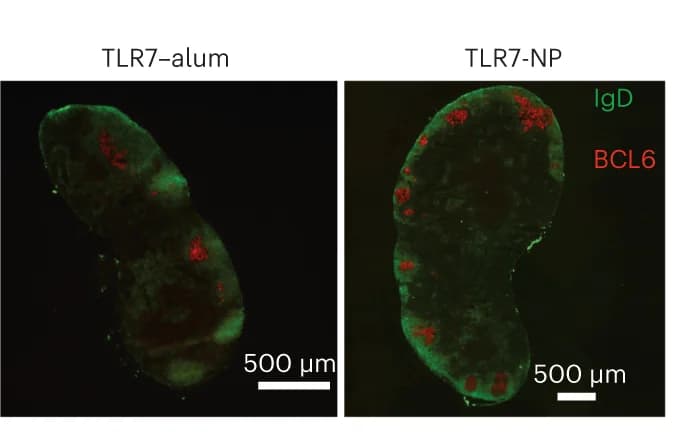 Open access visualization of Microscopy, Mice, Immunofluorescence, B-cells, Germinal Center