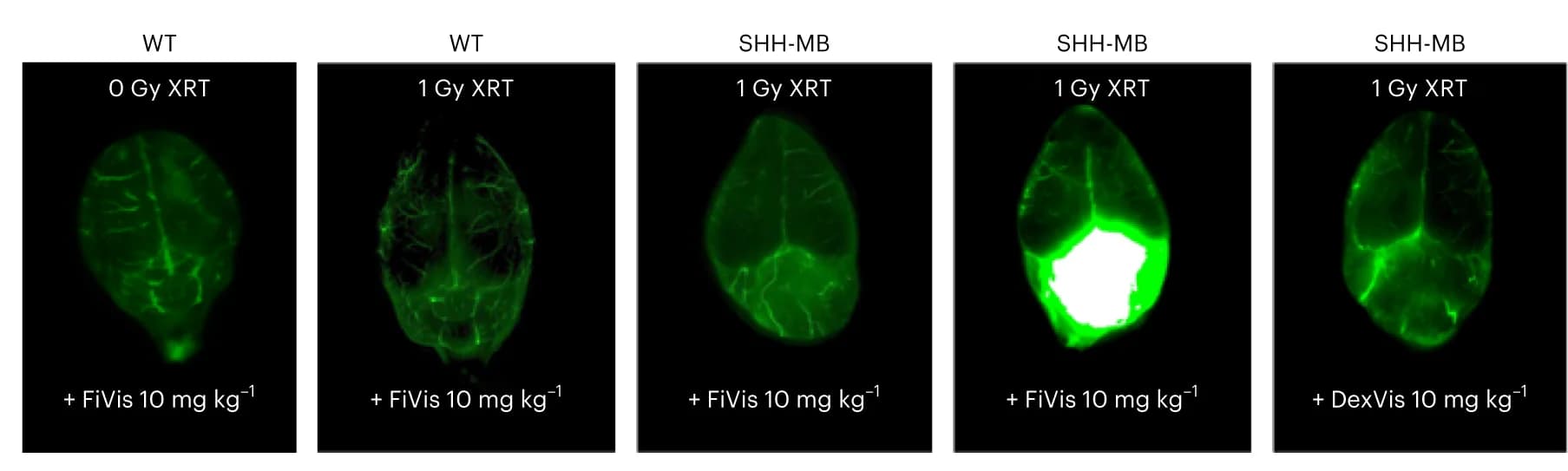 Open access visualization of Microscopy, Near-Infrared Images, Dorsal View, Brain, Wild-Type Mice