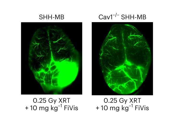 Open access visualization of Microscopy, Near-Infared Imaging, FiVis Nanoparticles, XRT, Cav1 WT SHH-MB Tumours