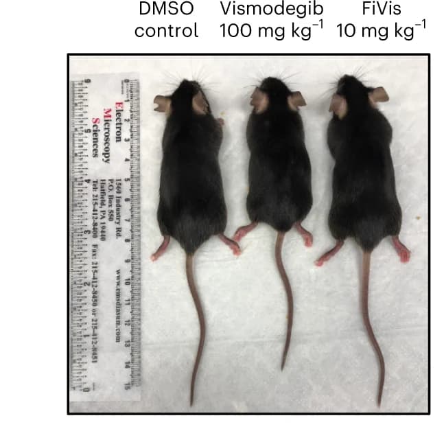 Open access visualization of Photo, Mice, Vismodegib, FiVis, DMSO