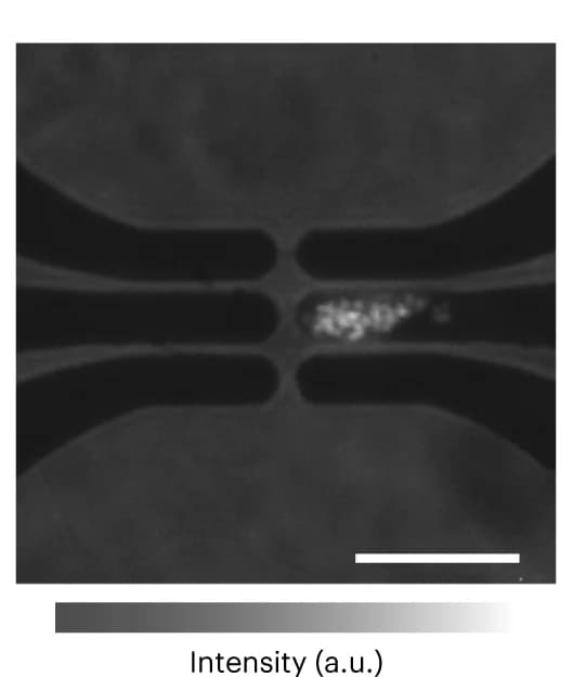 Open access visualization of Microscopy, Light Emission, Device, Voltage, Reference Image