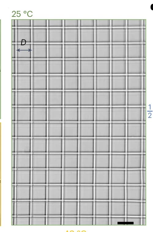 Open access visualization of Microscopy, Optical Image, Printed Square Lattice