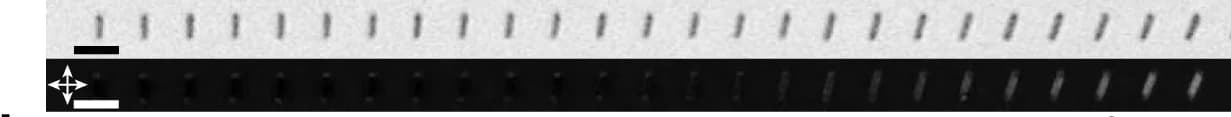 Open access visualization of Microscopy, Optical Image, Cross-polarized Image, Printed Lines