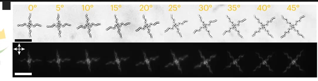 Open access visualization of Microscopy, Photo, Optical Image, Cross-polarized Image, Cross Units