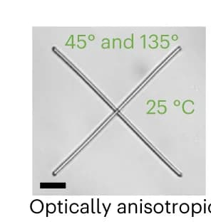 Open access visualization of Microscopy, Optical Image, Cross