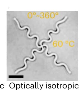 Open access visualization of Microscopy, Optical Image, Cross, Actuation