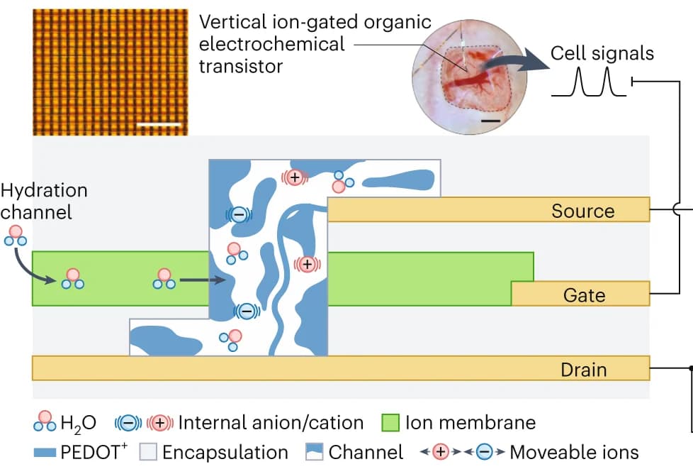 Open access visualization of Workflow, Illustration, Microscopy, Organic Electrochemical Transistor, Flexible Substrate