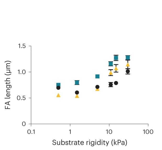 Open access visualization of Scatter Plot, Error Bars, FA Length, P-Pax Stainings, Laminin