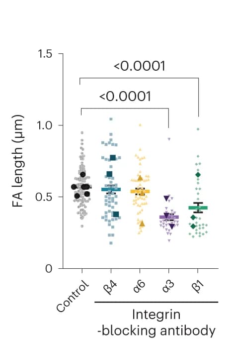 Open access visualization of Scatter Plot, Error Bars, FA Length, MCF10A Cells, Integrin-blocking Antibodies