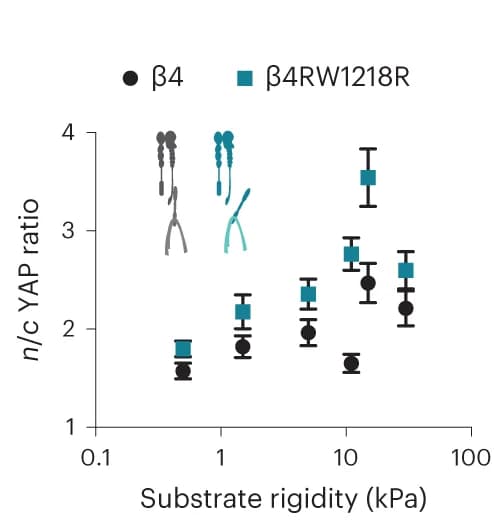Open access visualization of Scatter Plot, Error Bars, YAP Ratios, MCF10A Cells, Integrin