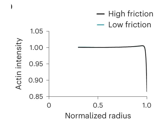 Open access visualization of Line Plot, Actin, Cell Radius, Model Prediction