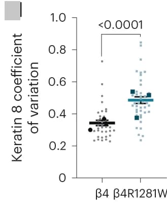 Open access visualization of Scatter Plot, Error Bars, Keratin 8, Coefficient of Variation, Cell Periphery