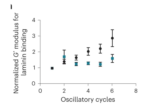 Open access visualization of Line Plot, Error Bars, Shear Modulus, Laminin, Oscillatory Stimulation