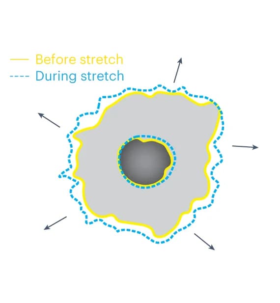 Open access visualization of Illustration, Cell Strain, Nuclear Strain, Stretching