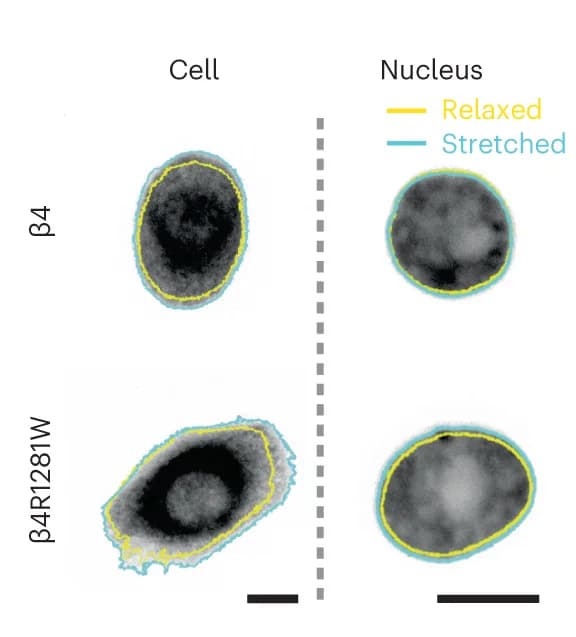 Open access visualization of Microscopy, Cell Strain, Nuclear Strain, Integrin, CellTracker