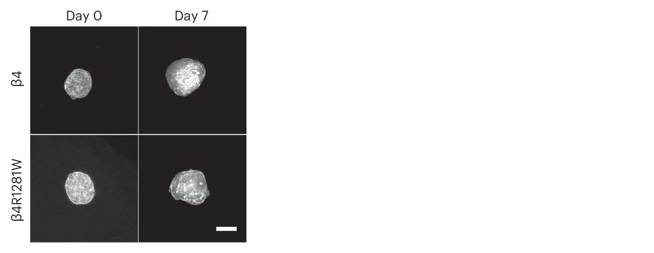 Open access visualization of Microscopy, Phalloidin Images, MCF10A Cell Spheroids, Integrin, Alginate-Matrigel Matrices