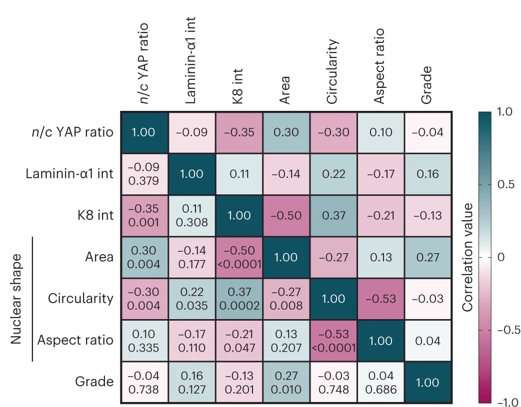 Open access visualization of Heatmap, Pearson’s Correlation Matrix, Tumor Samples, Tumor Areas