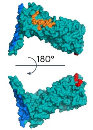 Open access visualization of Protein Structure, Crystal Assembly, Interfaces, Trimer, Cyclic Oligomer