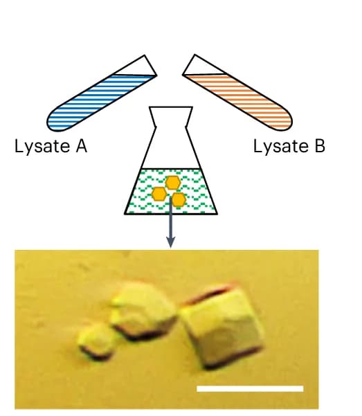 Open access visualization of Microscopy, Workflow, Crystals, E. coli Lysates
