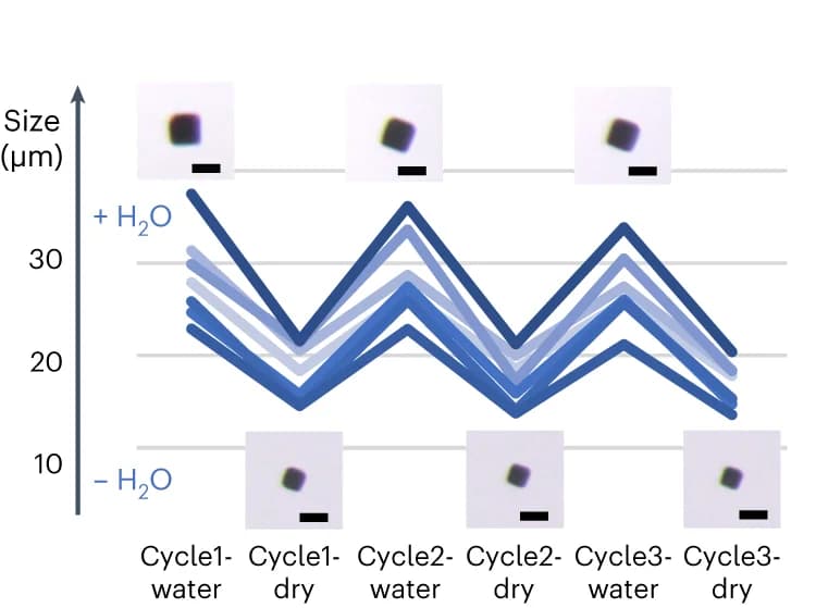 Open access visualization of Line Plot, Photo, Dehydration, Rehydration, AuNP Superlattice
