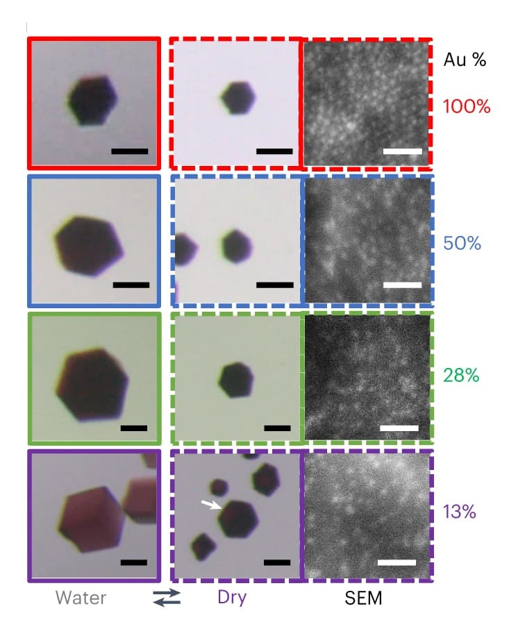 Open access visualization of Microscopy, Photo, Optical Micrographs, Crystals, AuNP Encapsulation