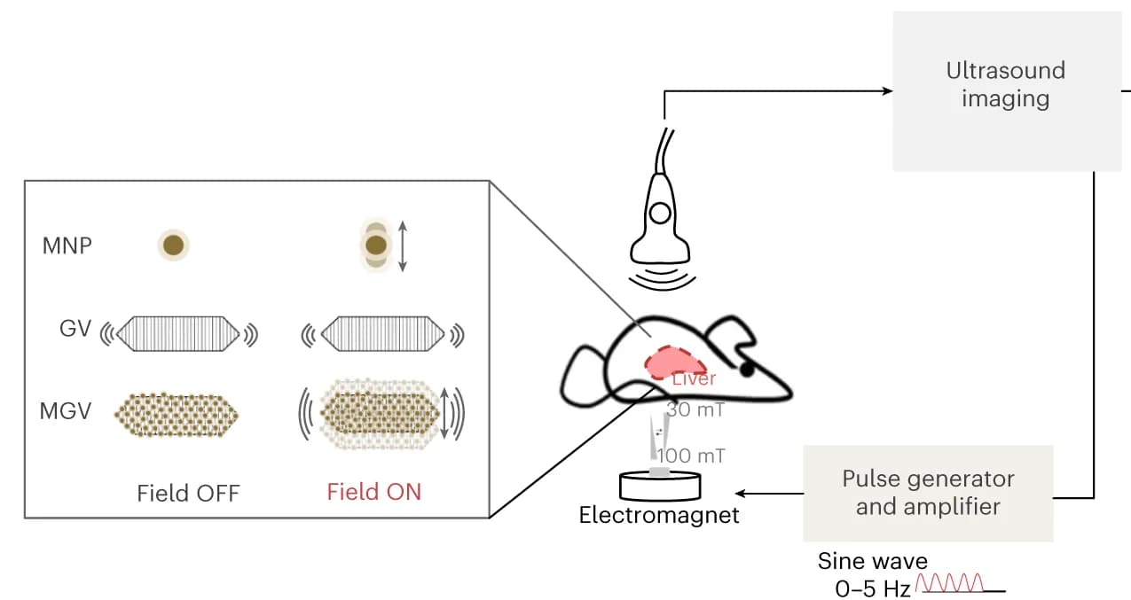 Open access visualization of Workflow, Illustration, MGV-based MMUS imaging system, Schematic illustration