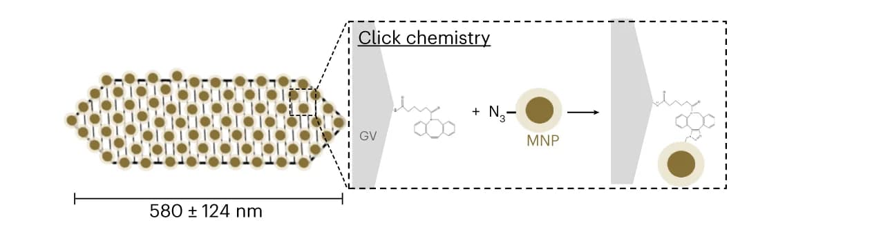 Open access visualization of Workflow, Chemical Structure, MNPs, GVs, Click chemistry