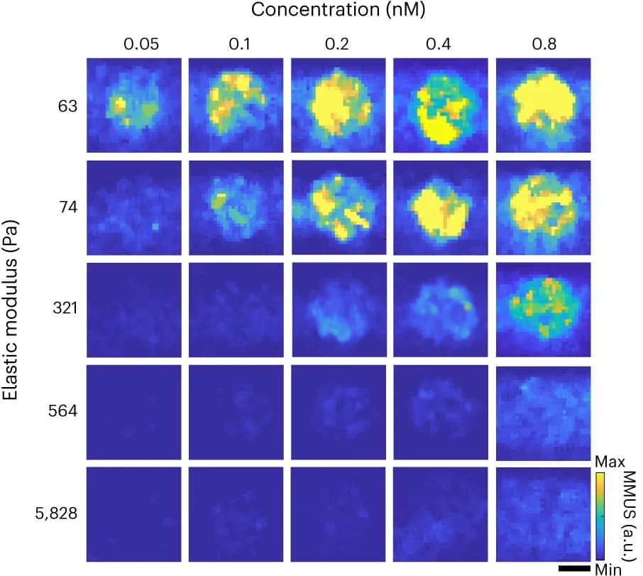 Open access visualization of Heatmap, MMUS images, Elastic modulus, Concentration