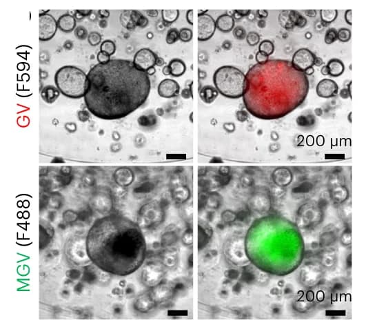 Open access visualization of Microscopy, Bright-Field, Fluorescence Images, Lung Organoids, GVs