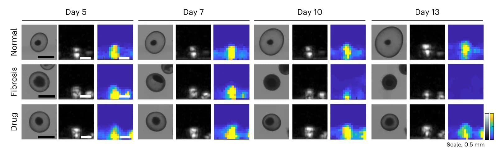 Open access visualization of Microscopy, Bright-Field, B-Mode, MMUS Images, Lung Organoids