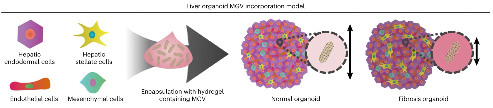 Open access visualization of Workflow, Illustration, MGV encapsulation, Liver Organoids, Fibrosis