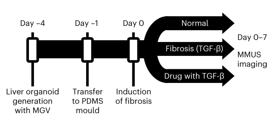 Open access visualization of Workflow, Flowchart, MGV, Liver Organoids, MMUS Imaging