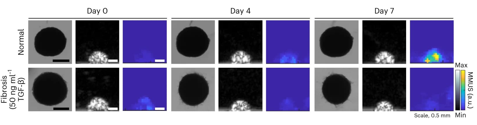 Open access visualization of Microscopy, Bright-field, B-mode, MMUS, MGV