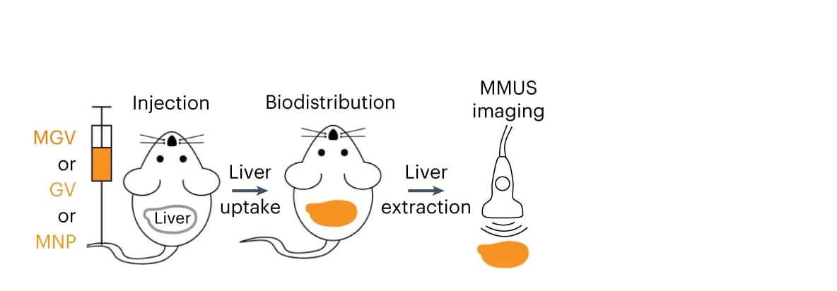 Open access visualization of Workflow, Flowchart, Ex Vivo, Liver, MMUS Imaging