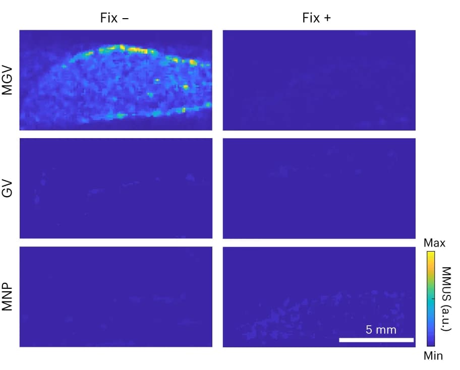 Open access visualization of Heatmap, Ex Vivo, Liver, MMUS Imaging, Fixation