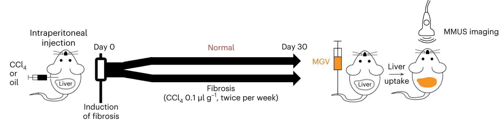 Open access visualization of Workflow, Illustration, Liver Fibrosis, Mouse Model, CCl4