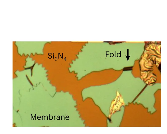 Open access visualization of Microscopy, Optical Microscopy, Folded Region