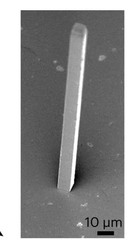 Open access visualization of Microscopy, Scanning Electron Microscopy, SEM, Microhair, LCE Skin