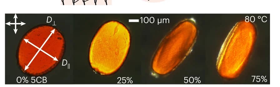 Open access visualization of Microscopy, Cross-Polarized Optical Images, LCE, 5CB, Director