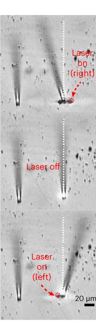 Open access visualization of Microscopy, Optical Images, Microhairs, Goosebumps, Fs Laser