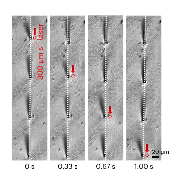 Open access visualization of Microscopy, Optical Images, Moving Laser, Microhairs, Motion