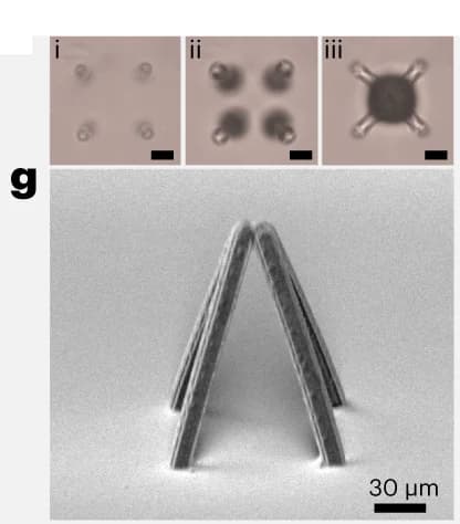 Open access visualization of Microscopy, Optical Images, Self-Assembly, Liquid Solvent Evaporation, Development Process
