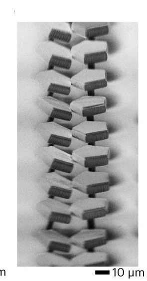 Open access visualization of Microscopy, SEM Image, Bi-assemblies